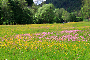 Fränkische Schweiz - an der Wiesent