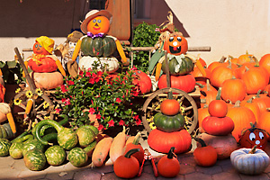 Kürbiszeit im Herbst